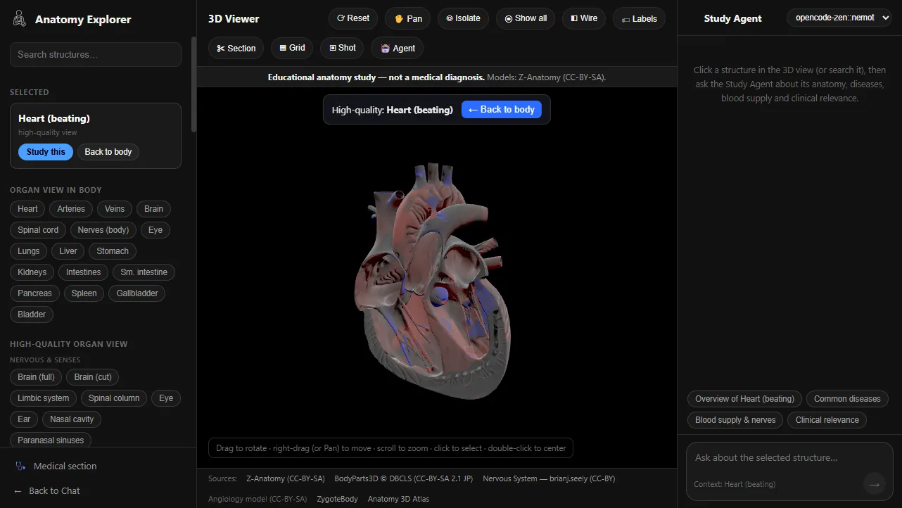 The beating heart in high-quality organ view